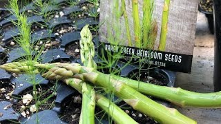 Why YOU should grow Asparagus from SEED!!