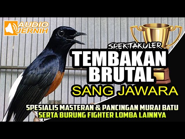 MURAI BATU TEMB4KAN BRUT4L || PANCINGAN & MASTERAN SANG JAWARA KONTES | murai batu | shamabird class=