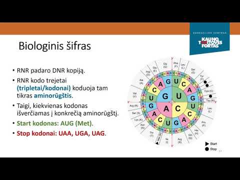 Video: Mikrobiologijos Ir Molekulinės Biologijos Skirtumas