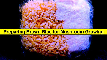How to Make Rice Grain Spawn (Step-by-Step Guide) | Easy Mushroom Growing