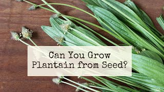 Can you grow Plantain from seed ~ Can you save Plantain seed ~ How to grow Plantain from seed ~