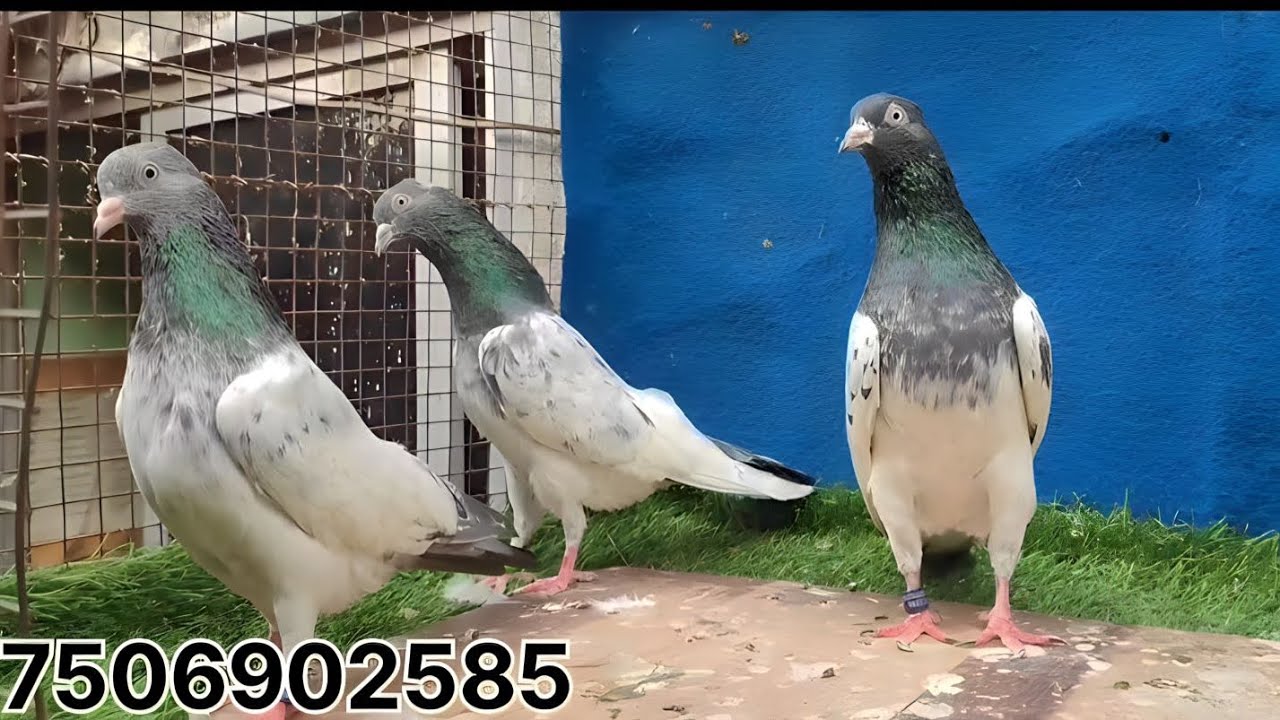 top quality ke golden pigeon || गोल्डन कबूतर sell के liye अवलेलेबल || 