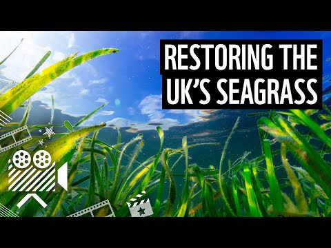 Using seagrass to fight the climate emergency | WWF