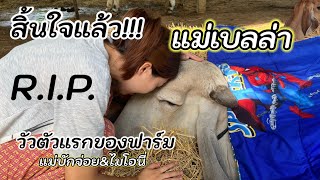 สิ้นใจแล้ว แม่เบลล่า แม่ของบักจ่อยและไมโอนี่