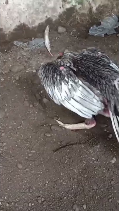 Aseel pakistan cross Aseel Madras | #shorts #aseel