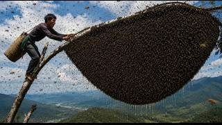 No Help, No Fear! I Climbed a 100 Meter Tree Alone for a Huge Wild Beehive
