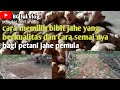 HOW TO CHOOSE QUALITY GINGER SEEDS FOR BEGINNING GINGER FARMERS Ll Elephant Ginger HOW TO CHOOSE QUALITY GINGER SEEDS FOR BEGINNING GINGER FARMERS Ll Elephant Ginger