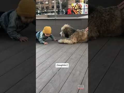 Amazed Toddler Meets a Dog for the First Time #Shorts