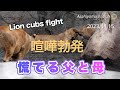【旭山動物園ライオン】激しい子どもの喧嘩にビックリ!止めに入るイオにオリトまでも!Lion cubs fight