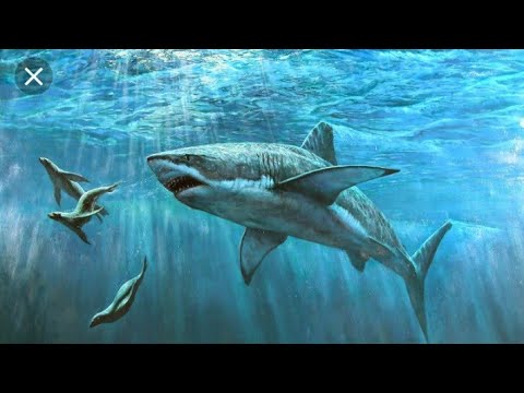 VR Diving - Deep Sea Discovery (Google Cardboard) - Android Gameplay ...