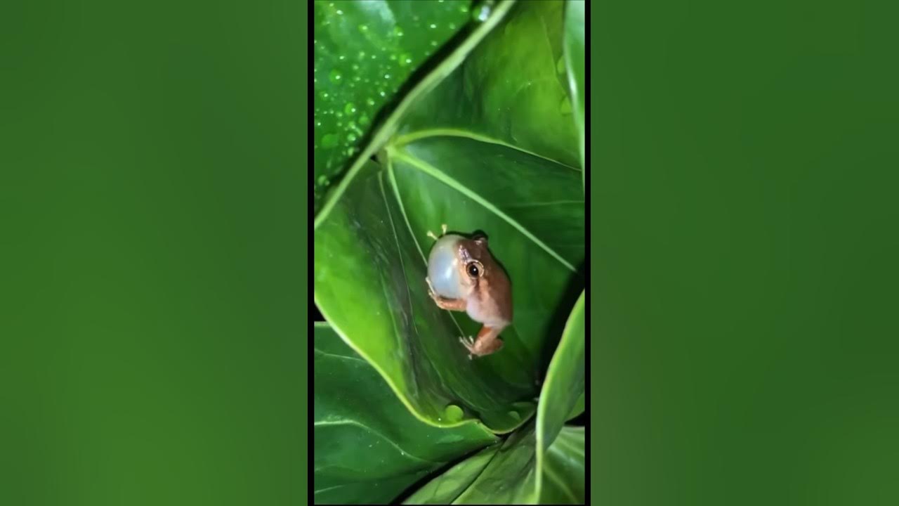 The famous Coqui Frog. The sound of Puerto Rico at night. #travel #coqui The famous Coqui Frog. The sound of Puerto Rico at night. #travel #coqui