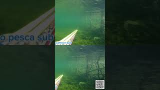pesca sub ♥️          #fishing #pescasub #youtube #viralvideo #carpfishing #fish #carp #viral