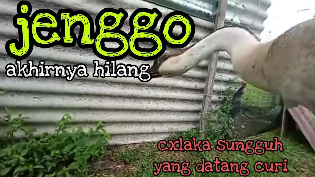 [Episod871] memang c#laka orang yang mai ambek jenggo ni. memang orang, ada bukti ni..