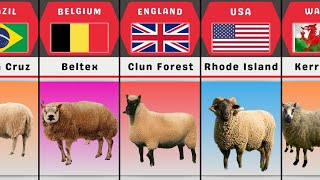 Sheep Breeds From Different Countries