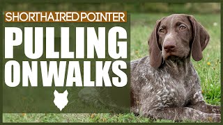 How To STOP Your GERMAN SHORTHAIRED POINTER PULLING ON WALKS