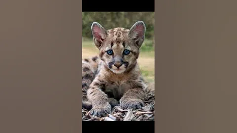 Is Mountain Lion Actually Lion? #AnxiousBrain #facts #cougar