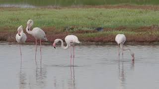 Flamingoes_Kaloni_Saltpans_2024