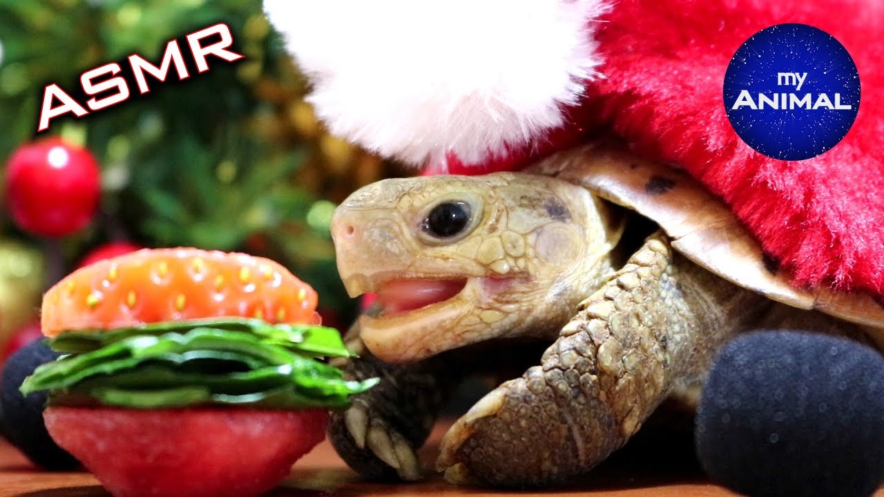 ASMR MUKBANG Turtle Tortoise Eating Christmas Dinner 먹방 🐢33 Animal