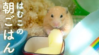 ハムスターの優雅な朝食。その裏では？No.29