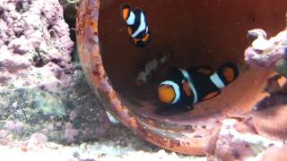 Spawning c-quest clownfish quartet