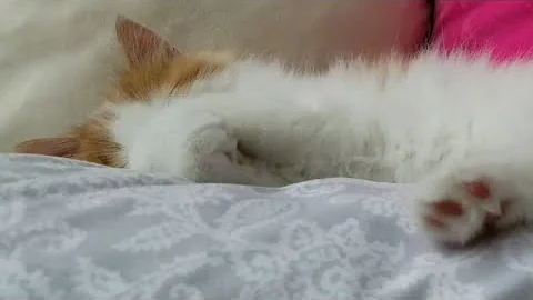 Watch the video about Sleeping Norwegian Forest Kitten Has Bad Dreams! 🦁
