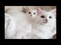 PERSIAN vs ANGORA( what is the difference?? ) の動画、YouTube動画。