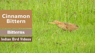 Cinnamon Bittern