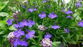 Første blomster på selvsådd planter
