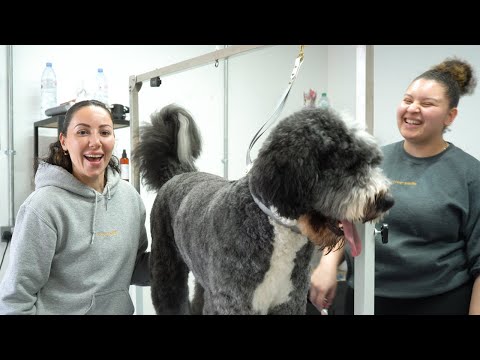 Video: 9 tips til plukning af en troværdig hund groomer