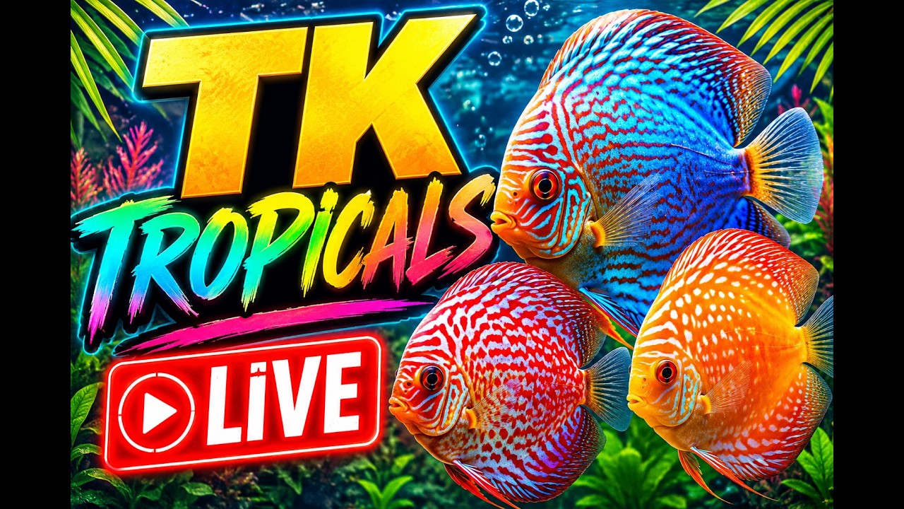 TK Is Live On Youtube and Ruble - YouTube