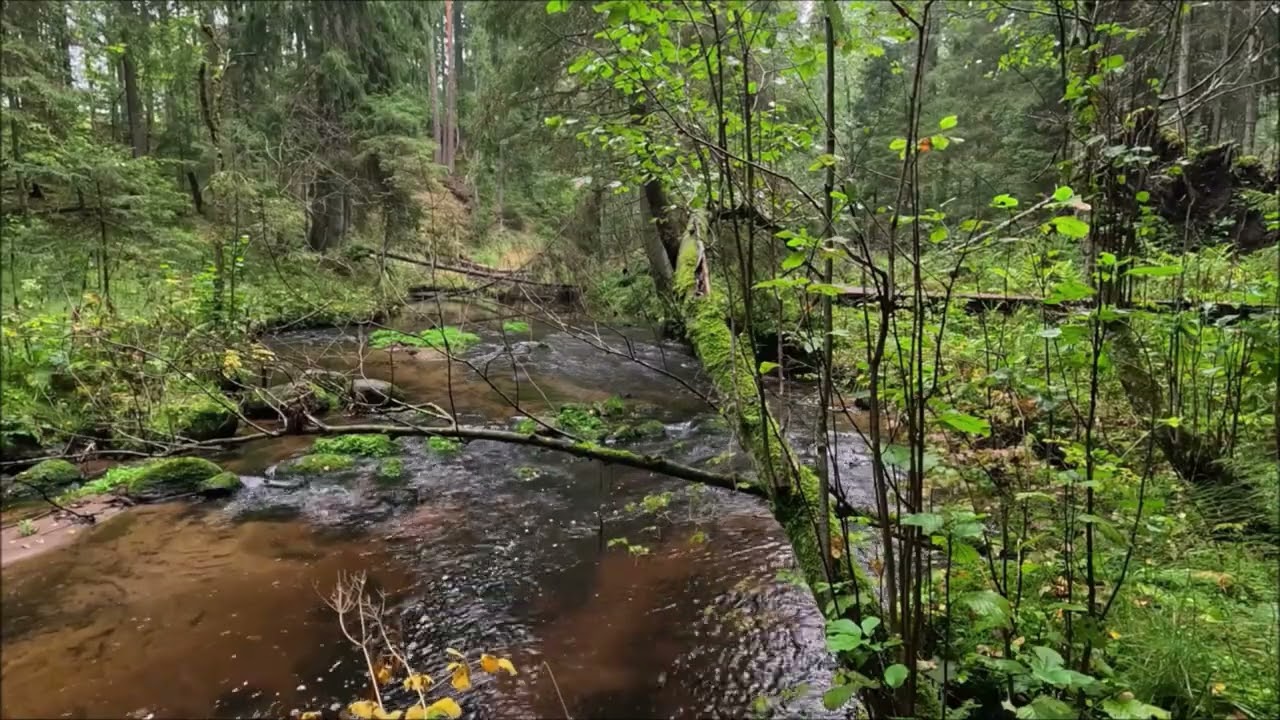 Безумно Приятный Звук Горной Реки * Шум Реки для Глубокого Сна * Расслабляющая Природа