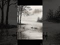 swans swimming scenery/#shorts/#youtubeshorts /#birds/