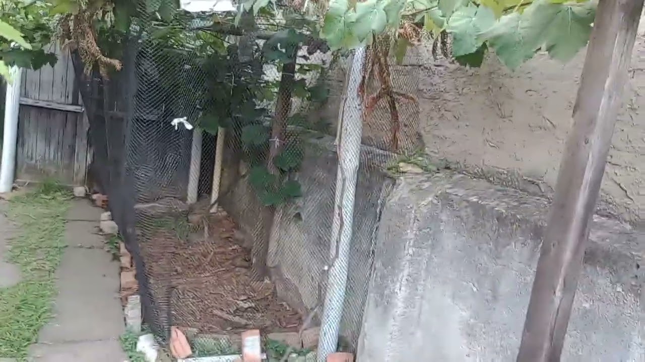 Cachos De Uvas Niágara Rosada Começando a Amadurecer E Muda Nova da Uva Bordô 