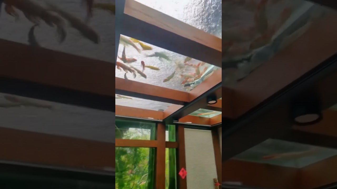 Aquarium on the ceiling 