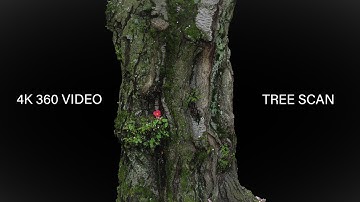 Tree Trunk Scan - 360 Video