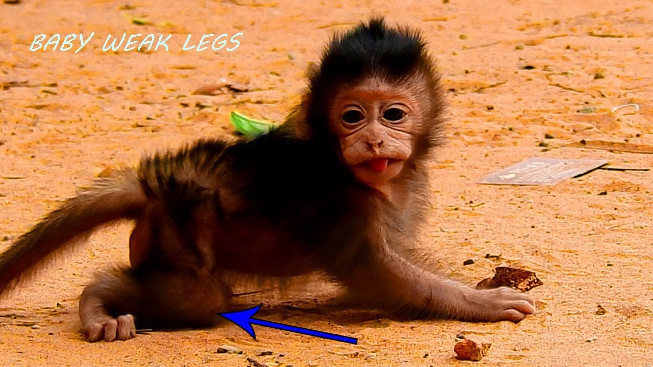 Huge& Fat Baby Lizza Running After Mom,But Her Both Legs So Weak, always Spread On Ground,