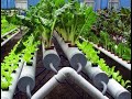 Sin espacio ni jardín, pensaba que tener una huerta era IMPOSIBLE