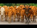 Relaxaxing!🐂🐂  Video of Herding Cows to the Farm Animal Shed - Funny Cow Sounds (ASMR) Cute Cows