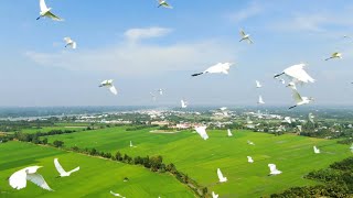 Video Background Pemandangan Alam ,Background video sawah, seorang petualang No Copyright