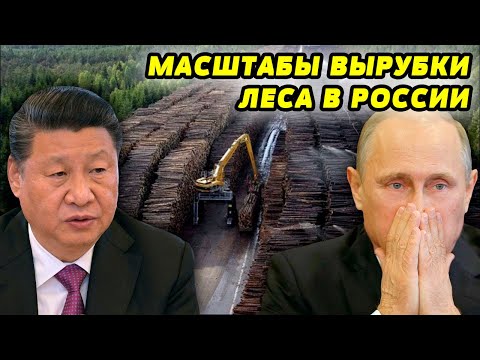 Неконтролируемая вырубка леса в России: масштабы проблемы