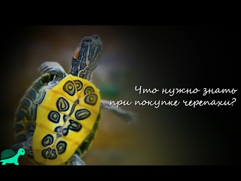 Что нужно знать при покупке черепахи?