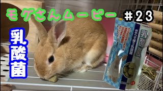 【うさぎ飼育】うさぎのおやつタイム　おやつで補う乳酸菌　《No.23》#うさぎ #ウサギ #うさぎ飼育 #ネザーランドドワーフ #モグ#モグさん #乳酸菌