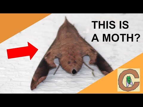 Finding BIG Sphinx MOTHS in South Florida!!