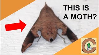 Finding BIG Sphinx MOTHS in South Florida!!