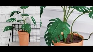 Монстера в горшочке   handmade из бумаги