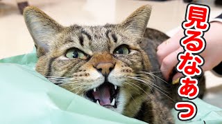 「見るなぁっ!!」と飼い主に本気でガチギレする猫