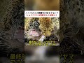 ハリネズミの防御力が強すぎる！？ ヒョウですら代償を払う結末に！ #ヤマアラシ #ヒョウ #野生動物 #動物の世界 #サバンナ