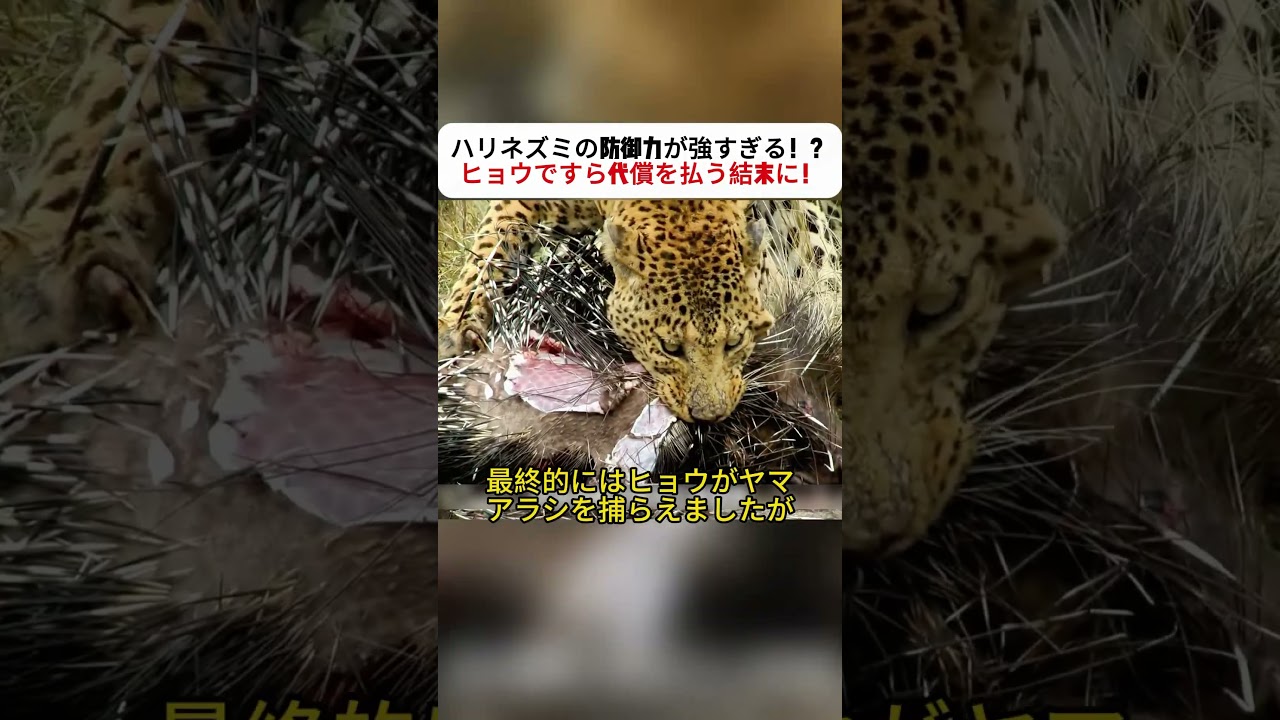 ハリネズミの防御力が強すぎる！？ ヒョウですら代償を払う結末に！ #ヤマアラシ #ヒョウ #野生動物 #動物の世界 #サバンナ