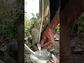 Satisfying Rubber Tapping Technique: Extracting Fresh Liquid Latex