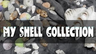 My Seashell Collection | Kleeable by The Nature Nomad 187 views 3 years ago 9 minutes, 28 seconds